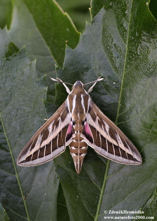 White-lined Hawk-moth, Hyles livornica (Butterflies, Lepidoptera)